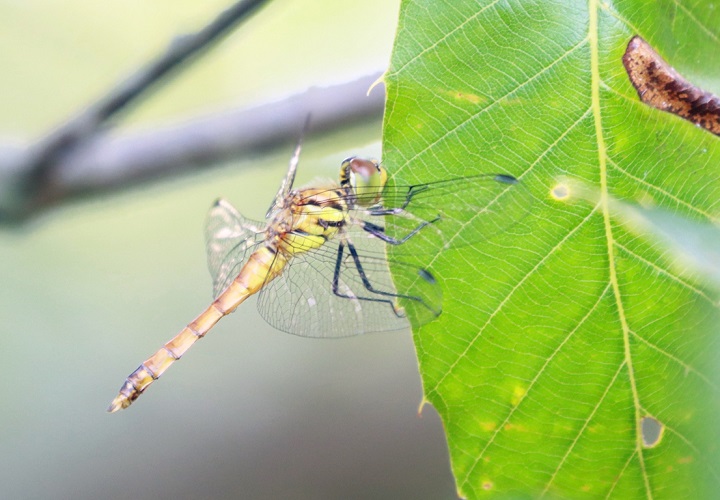 Sympetrum darwinianum