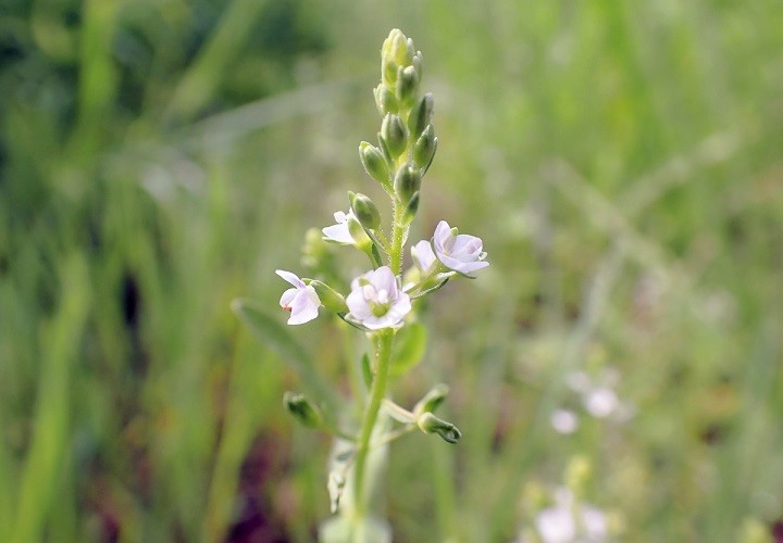 Undulate speedwell